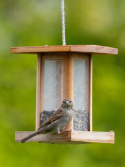 Haussperlinge (Passer domesticus) am Futterspender