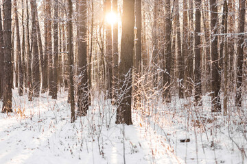 Fototapeta premium Snowy winter forest with sunlight filtering through trees. Winter season, cold, peacefulness, and connection with natural beauty. Copy space