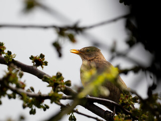 Amsel (Turdus merula) weiblich