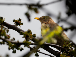 Amsel (Turdus merula) weiblich