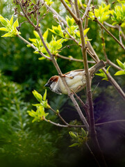 Haussperling (Passer domesticus) Männchen