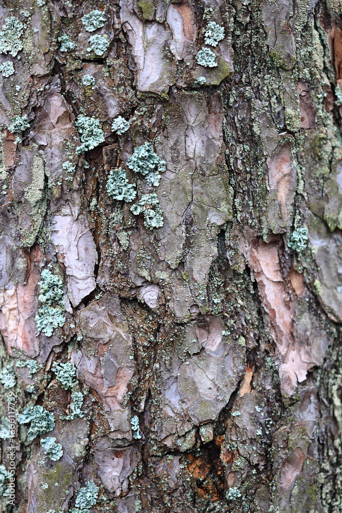 Poster A close-up view of a tree trunk covered in moss.