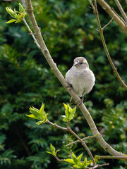 Haussperling (Passer domesticus) Jungvogel