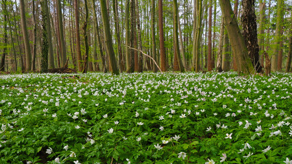 Buschwindr&ouml;schen (Anemone nemorosa) im Buchenwald