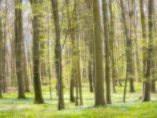 Traumhafter Buchenwald mit Buschwindröschen (Anemone nemorosa)