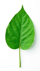 Obraz premium Single leaf with stem isolated on white background, single leaf, white background