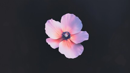 Fototapeta premium Delicate pink anemone flower on dark background showcasing nature's elegance