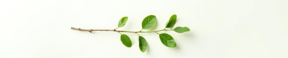 Fototapeta premium A single branch with leaves on a white background, organic, botanical