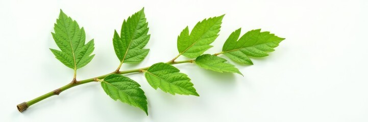Fototapeta premium A single branch with intricate details and veins on a white background, green, nature, botanical