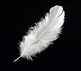 White Feather on Black Background Symbolizing Purity and Lightweight Feeling