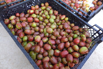 Freshly harvested kiwi berries filling plastic crates: ready for market