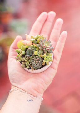 Plantas suculentas en una peque&ntilde;a tapadera 