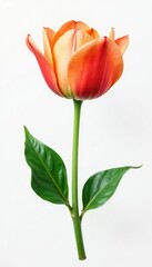Fototapeta premium Single flower with stem and leaves on white background, single bloom, nature, bloom