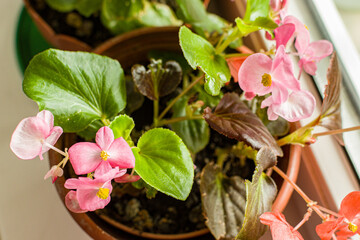 A begonia blooming in a pot on the windowsill. Floriculture and seedlings at home. Home eco...