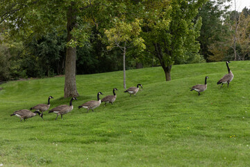 Wild Canadian geese walking on grass in public park. A flock of wild birds. Canada goose in Andrew...