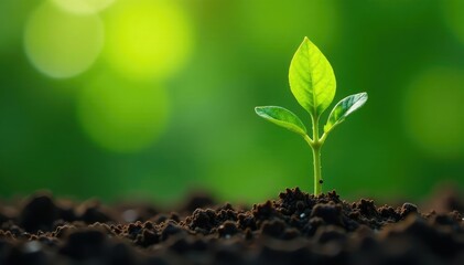 Naklejka premium Young tree seedling, delicate leaves, vibrant green , sapling, green, leaf