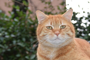 portrait of a red cat