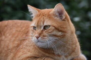 portrait of a red cat