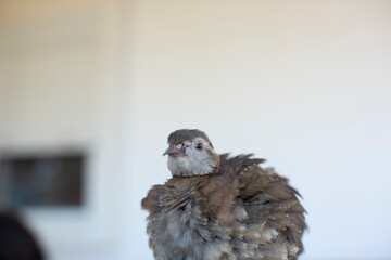 Pequeña perdiz en casa de campo
