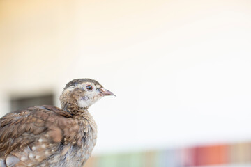 Pequeña perdiz en casa de campo