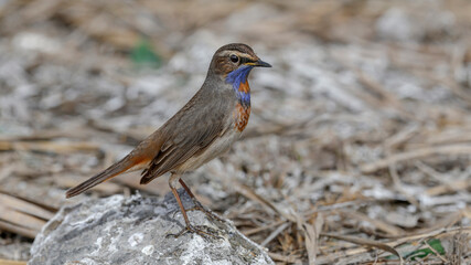 Bluethroat bird perching on rock
