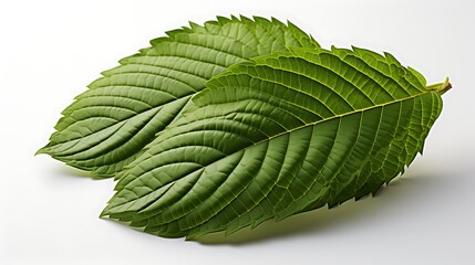 Fototapeta premium Vibrant Green Leaves: A Close-Up Study of Nature's Beauty