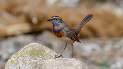 Bluethroat bird perching on rock