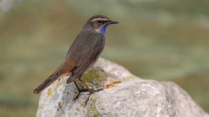 Bluethroat bird perching on rock