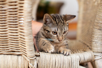 Joven gatito pardo observando y jugando