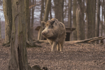 Wild boar - Sus scrofa - in the forest and by the in its natural habitat. Photo of wild nature