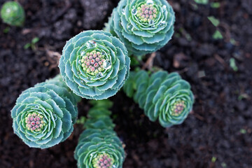 Rhodiola rosea Sakhalin . Rhodiola rosea root or Golden Root, aka Roserot, Aaron Rod, is in bloom