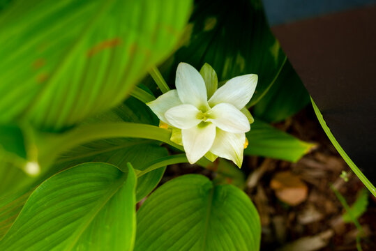 white frangipani flower