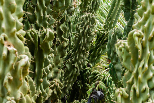 green cactus close up