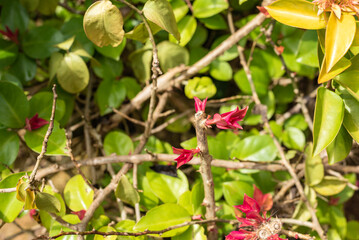 bush with red flowers close up