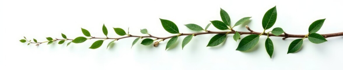 Obraz premium Twisted branch with dark green leaves on white background, green, nature, twig