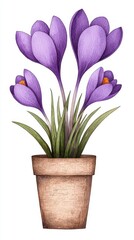 A pot filled with beautiful purple crocus flowers displaying their vibrant colors against a neutral background in a garden setting