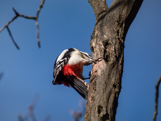 Great spotted woodpecker (Dendrocopos major) with pied black and white plumage and a red patch on...