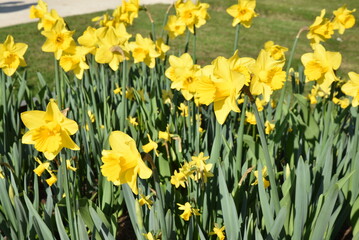Obraz premium Narcissus pseudonarcissus au printemps au jardin