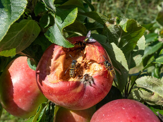 European wasps or German yellowjackets eating red apples. Wasp damage on apples in an orchard