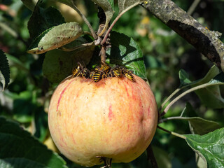 European wasps or German yellowjackets eating red apples. Wasp damage on apples in an orchard
