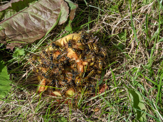 Fototapeta premium European wasps or German yellowjackets eating apples fallen on ground. Wasp damage on apples in an orchard