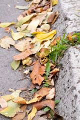 An autumn scene with fallen leaves on the side of road