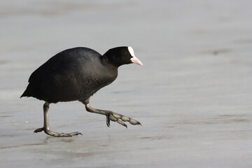 Eurasian coot