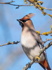 Bohemian waxwing (Bombycilla garrulus) with grey plumage, black face markings, pointed crest sitting on a branch of a apple tree