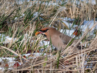 Bohemian waxwing (Bombycilla garrulus) with grey plumage, black face markings, pointed crest