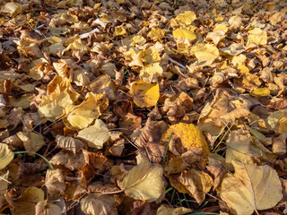 Park ground covered with fallen, yellow leaves after first frost early in the morning
