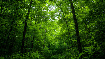 Naklejka premium Lush Green Forest Canopy Under Bright Sunlight with Dense Foliage and Textural Details