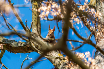 Ein Eichhörnchen in einem Baum