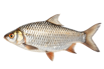 A fresh rohu fish isolated on transparent background 