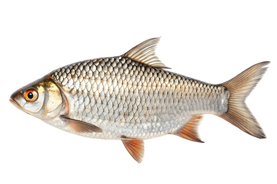 A fresh rohu fish isolated on transparent background 